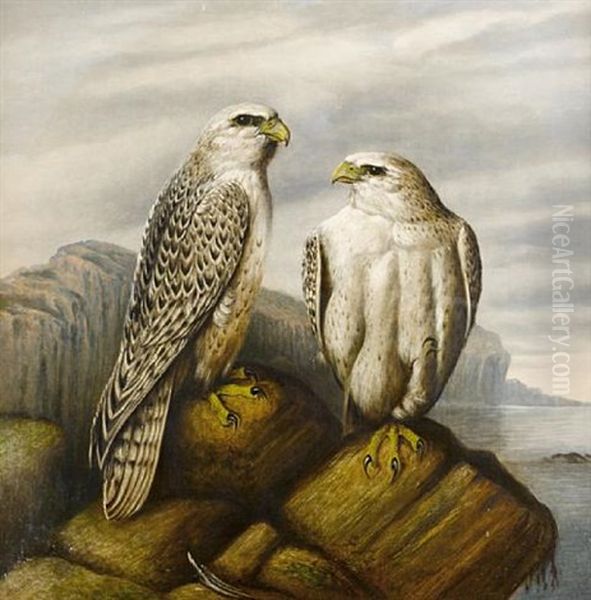 Gyr Falcons On A Rocky Ledge Oil Painting by Josef Wolf