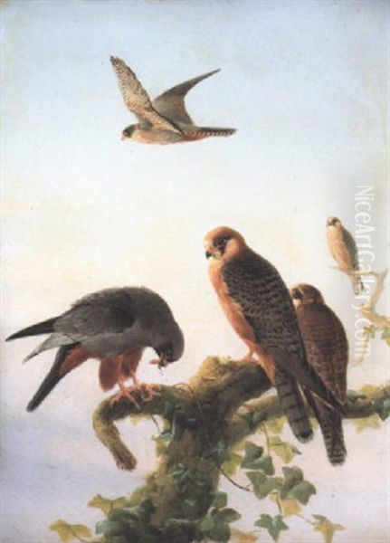 Red-footed Falcons Oil Painting by Josef Wolf