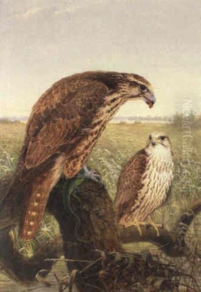 Saker Falcons Oil Painting by Josef Wolf