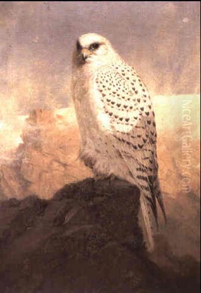 A Greenland Gry-falcon Oil Painting by Josef Wolf