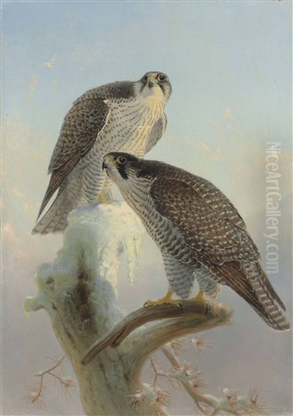 Norwegian Gyrfalcon Oil Painting by Joseph Wolf