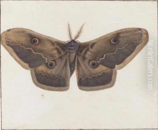 An Emperor Moth Oil Painting by Johannes Bronkhorst