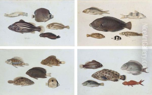 Studies Showing Different Species Of Tropical Marinefish Oil Painting by Johannes Bronkhorst