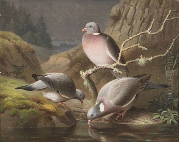 Pigeons Oil Painting by Ferdinand von Wright