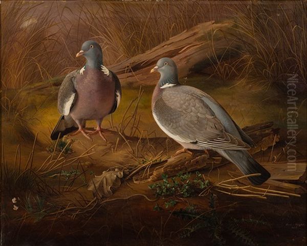 Pigeons Oil Painting by Ferdinand von Wright