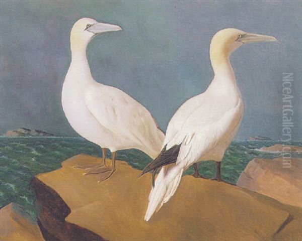 Two Gannets Oil Painting by Wilhelm Von Wright