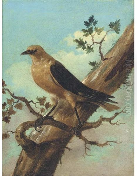 Bird On A Branch (+ Another; Pair) Oil Painting by Johann Matthias Wurzer