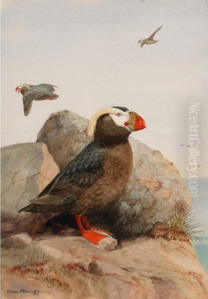 Tufted Puffin Oil Painting by Allan Brooks