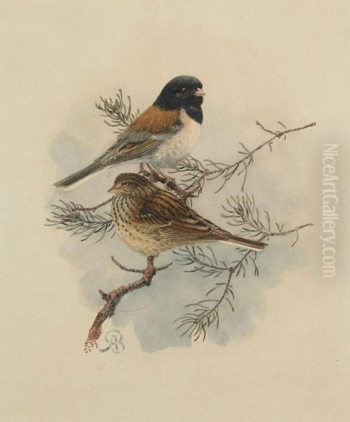 Sierra Junco Oil Painting by Allan Brooks