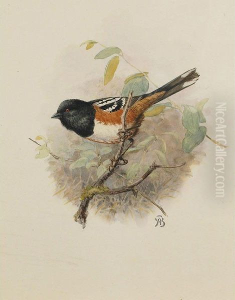 Spotted Towhee Oil Painting by Allan Brooks