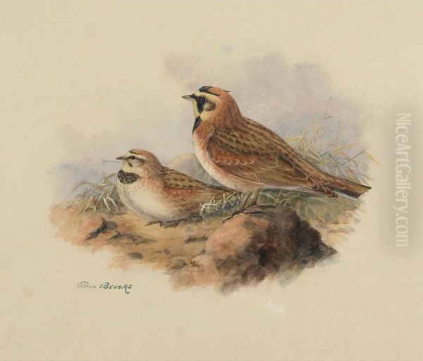 Ruddy Horned Lark Oil Painting by Allan Brooks