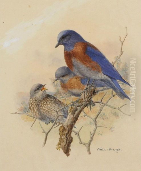 Western Bluebirds Oil Painting by Allan Brooks