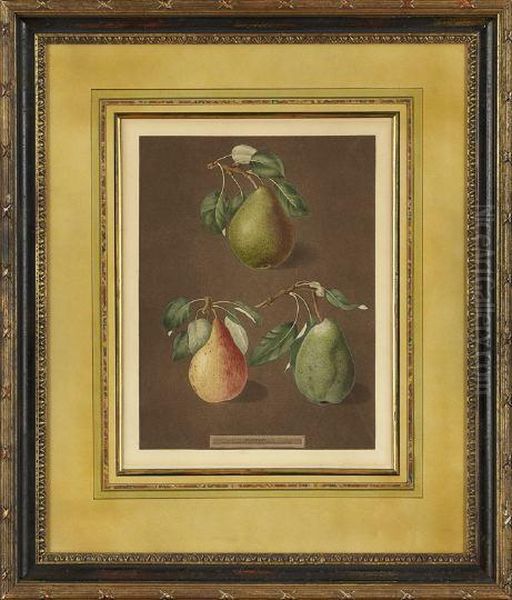 Pears Oil Painting by George Brookshaw