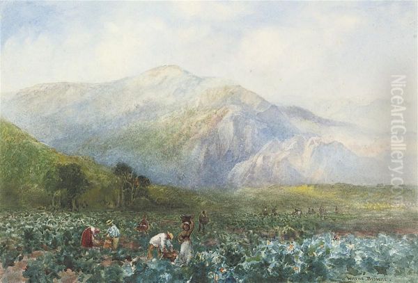 Vineyard Beneath The Drakenstein Mountains, Western Cape Oil Painting by Alfred J. Warne Browne