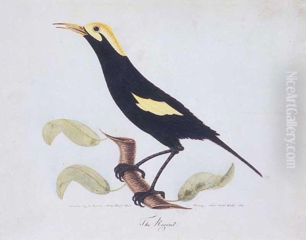 The Regent [regent Bowerbird] Oil Painting by Richard Browne