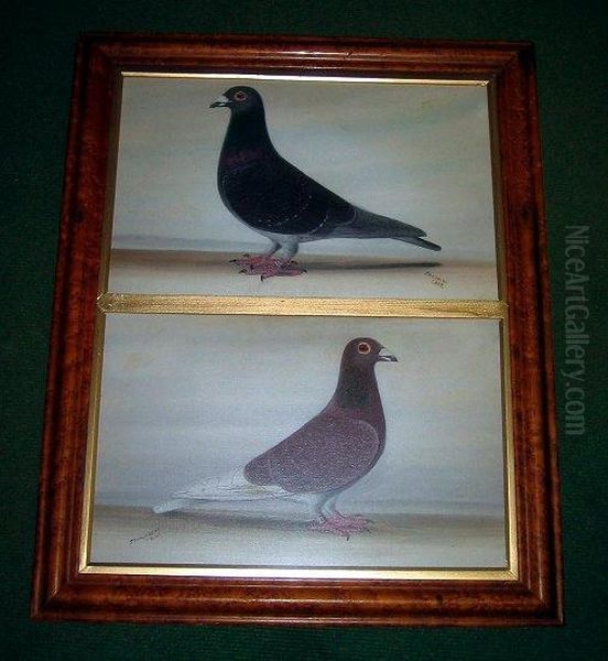 Study Of Two Racing Pigeons Oil Painting by Tom Browne