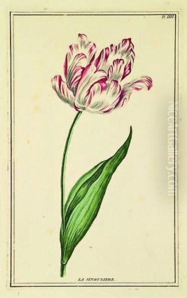 Tulip La Singuliere Oil Painting by Pierre Joseph Buchoz