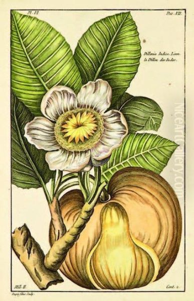 Dillenia Indica Oil Painting by Pierre Joseph Buchoz