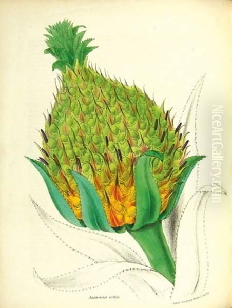 Plantae Utiliores; Or Illustrations Of Useful Plants Oil Painting by G.R. Burnett