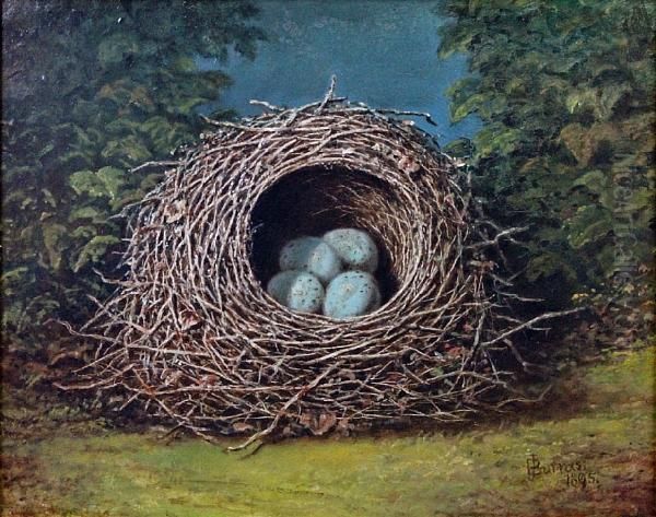 A Bird's Nest Oil Painting by James Burras