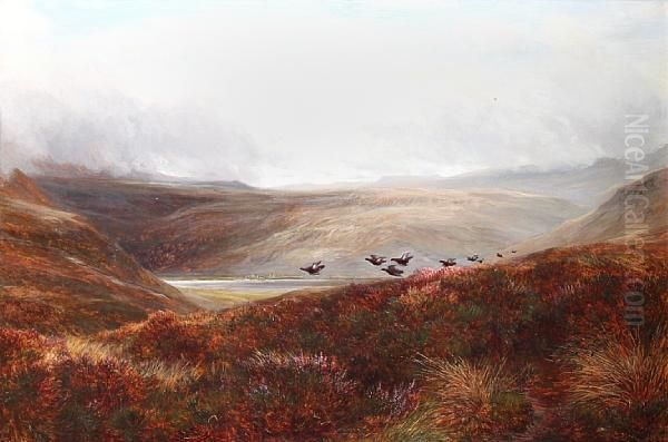 Red Grouse Rising Oil Painting by Charles Thomas Burt