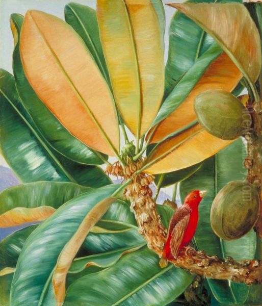 Foliage, Flowers and Fruit of the Capucin Tree of the Seychelles Oil Painting by Marianne North