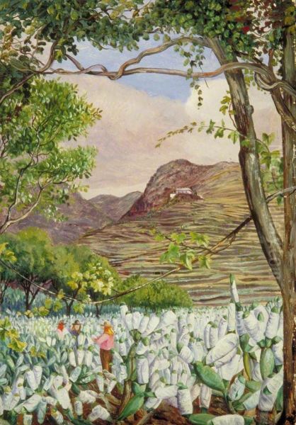 View in the Cochineal Gardens at Santa Cruz, Teneriffe Oil Painting by Marianne North