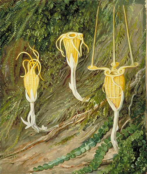 Singular Plants of the Dark Forests of Singapore and Borneo Oil Painting by Marianne North