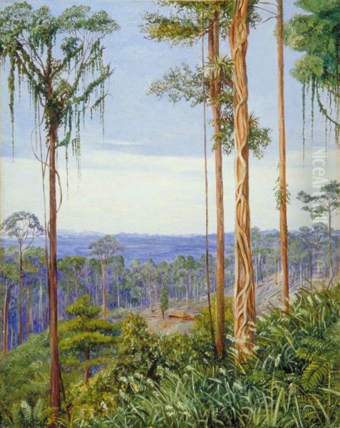 View of Matang, Sarawak, Borneo Oil Painting by Marianne North