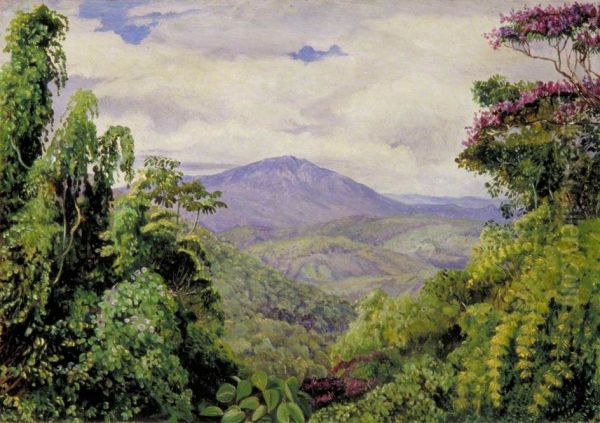 View of the Piedade Mountains from Congo, Brazil Oil Painting by Marianne North