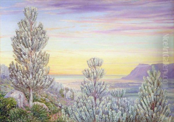 View from the Steps of Table Mountain through a Wood of Silver Trees Oil Painting by Marianne North