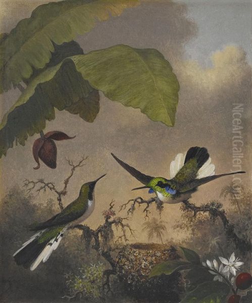 Black-eared Fairy Oil Painting by Martin Johnson Heade