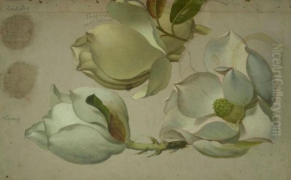 Study of Three Magnolia Blossoms Oil Painting by Martin Johnson Heade