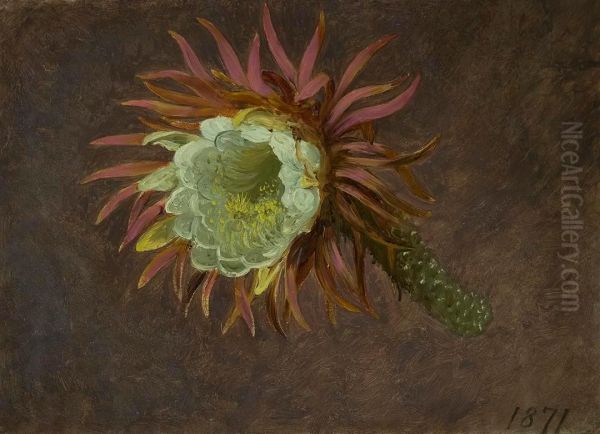 Study of a Night-Blooming Cereus Oil Painting by Martin Johnson Heade