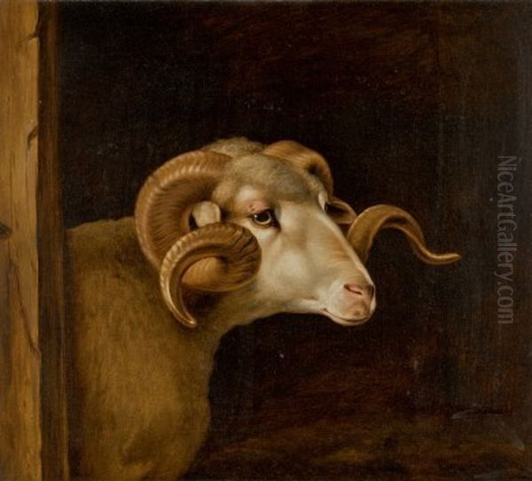 HEAD OF A WHITE FACED RAM, FACING RIGHT Oil Painting by unknown