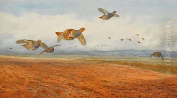 A Covey of Grey Partridge in Flight Oil Painting by unknown