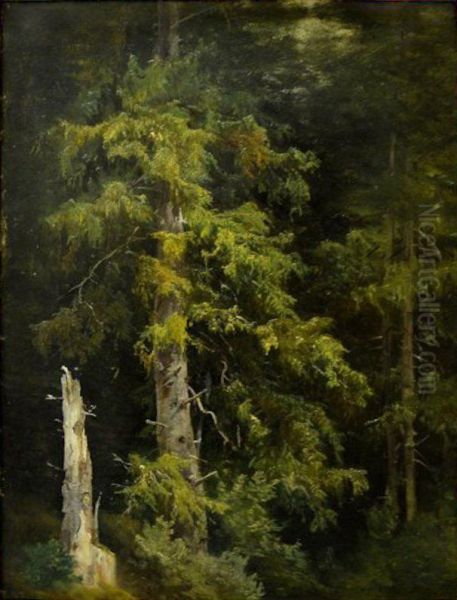 Pine forest. Study Oil Painting by Ivan Shishkin