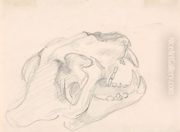 Study of a Skull (cat family? - fragment of an indistinguishable sketch) Oil Painting by Sawrey Gilpin