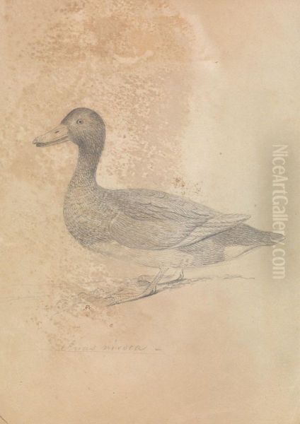 A Duck Oil Painting by James Sowerby