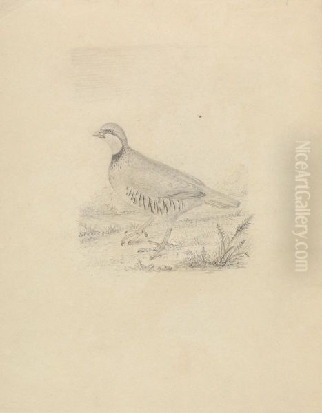 A Quail Oil Painting by James Sowerby