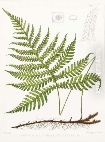 The Ferns Of North America Oil Painting by Daniel Cady Eaton