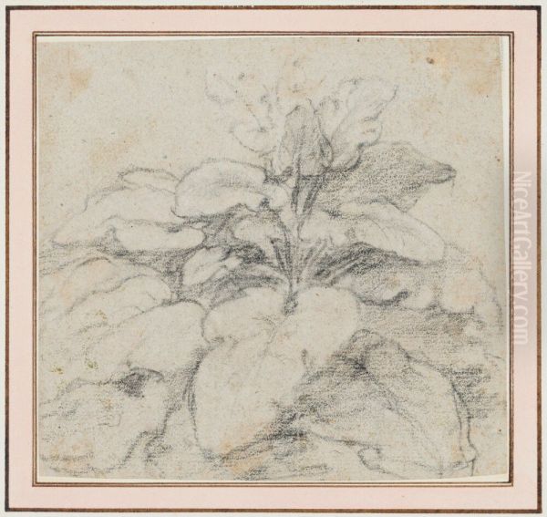 Plant (Sorrel?) Oil Painting by Claude Lorrain