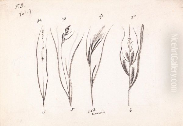 Four Species of Grasses Oil Painting by John Ruskin