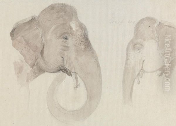 Two Studies of an Indian Elephant's Head Oil Painting by Thomas Daniell