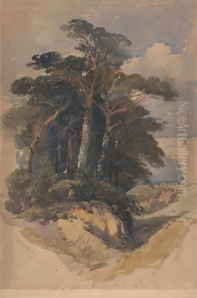 Pines on Hampstead Heath Oil Painting by William James Muller