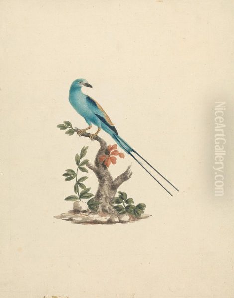 Coracias abyssinicus (Abyssinian Roller) Oil Painting by James Bruce