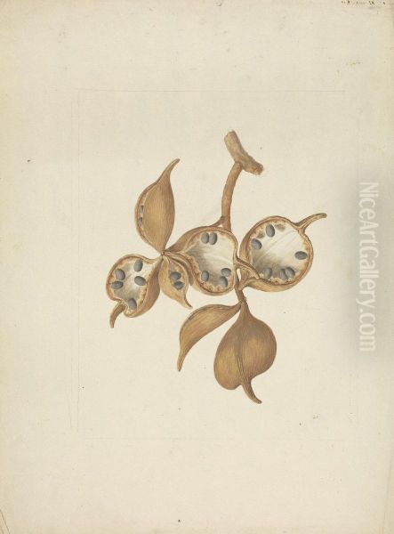 finished drawing of stem with seed pods, some open showing seeds Oil Painting by James Bruce