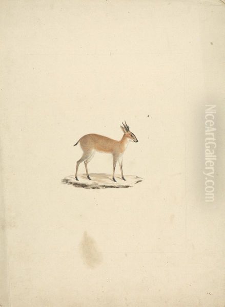 Unidentified madogua (Dik-dik) Oil Painting by James Bruce