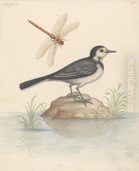 Pied Wagtail and Dragonfly Oil Painting by George Edwards