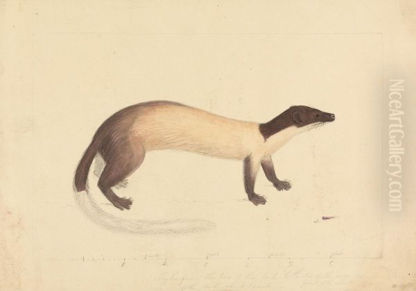 A Weasel Oil Painting by James Sowerby